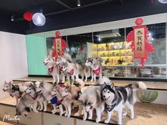 -Husky Go! 哈士奇体验馆·宠物咖啡厅狗咖