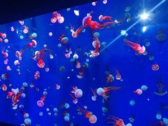 -成都浩海立方海洋公园