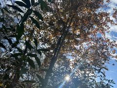 -千岛湖天屿景区