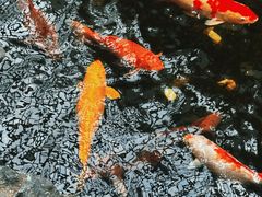 -广州白天鹅宾馆