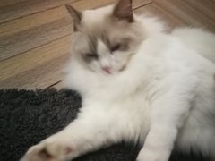 -酷豆宠物咖啡·宠物美食·撸猫馆