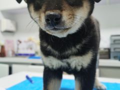 -达爱动物医院·犬猫分区·CT·复杂眼科(远洋山水分院)