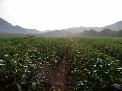 -中国茶叶博物馆(双峰馆区)