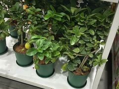 -山姆会员商店(邻瑞广场店)