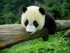 -都江堰中华大熊猫苑