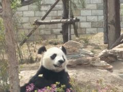 -大青山野生动物园