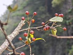 -秦岭天竺山生态文化旅游景区