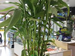 -独秀眼镜(潜阳路一中店)