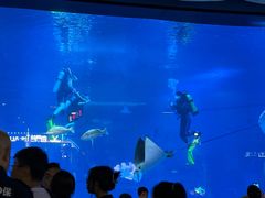 -烟台海昌鲸鲨海洋公园