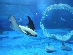 -上海海昌海洋公园-停车场