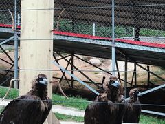 -西霞口神雕山野生动物世界