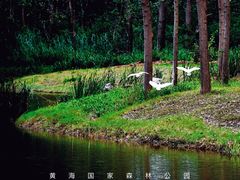 -黄海国家森林公园