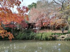 -秋霞圃