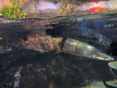 -太平洋海底世界