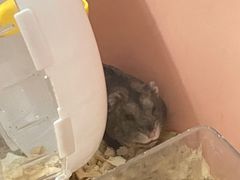 -严国平动物医院(德政总院)