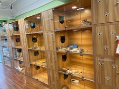 -猫十亿·布偶金渐层·曼基康矮脚猫舍(青年路店)