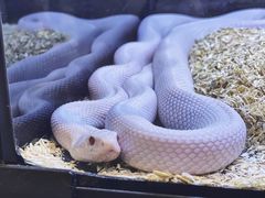 -酷以爬仙阁实体爬宠店·守宫·蜥蜴·专业繁育