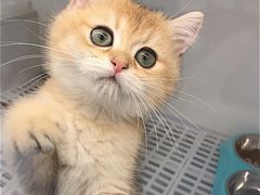 -lincat·猫舍(广州店)