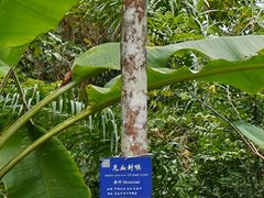 -中国科学院西双版纳热带植物园