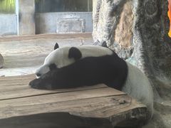 -海南热带野生动植物园