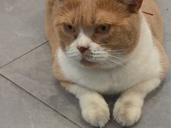 -伟伟宠物医院·CT影像中心·瑞派犬猫综合性门诊(汉口总院)