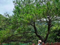 -佛山市三水区大南山森林公园