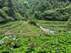 -鼓岭旅游度假区