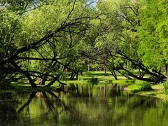 -上海共青森林公园