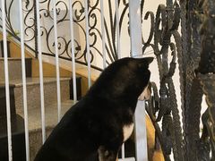 -喜柴咖啡·柴犬狗咖