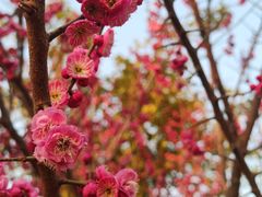 -香雪海