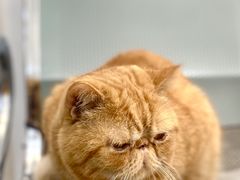 -四月宠物医院·猫专科·心脏专科·内科(转塘店)