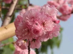 -天适樱花悠乐园