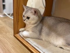 -滚猫咖啡·猫咖·猫友好撸猫(未来城店)