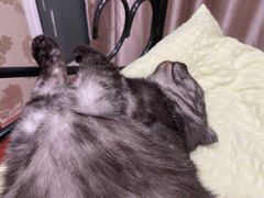 -佳雯宠物医院(四明中路分院)