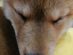 -逗柴咖啡屋·狗咖猫咖宠物桌游