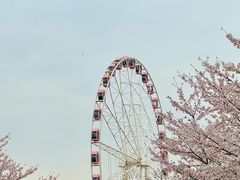 -顾村公园
