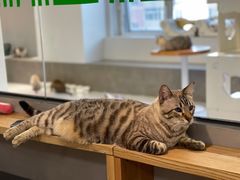 -Cappucimeow猫咪咖啡馆(韦伯时代店)