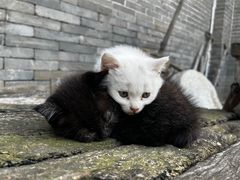 -金州副都统衙门博物馆