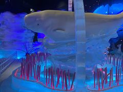 -海合安成都极地海洋公园