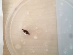 -华辉拉肠(龙口东店)