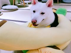-逗柴咖啡屋·狗咖猫咖宠物桌游