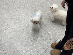 -四月宠物医院·猫专科·心脏专科·内科(转塘店)