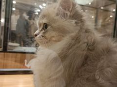 -袖虎·猫馆(体育西路店)