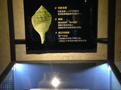 -贝壳梦幻世界