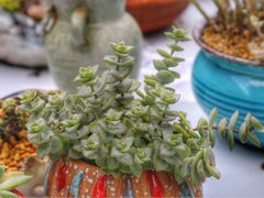 -金陵花卉交易市场