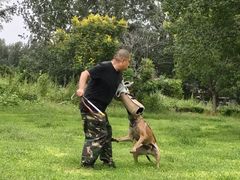 -北京京卫宠物寄养训练中心