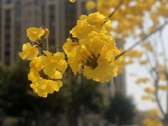 -南国桃园旅游度假区