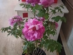 -洛阳宴·洛阳菜(南昌路店)