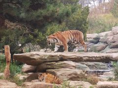 -北京野生动物园