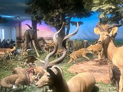 -国家自然博物馆